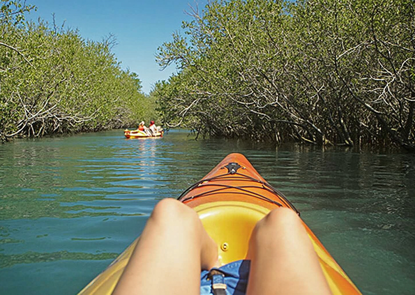 Mangrove Guadeloupe : visite et excursion en kayak ou bateau