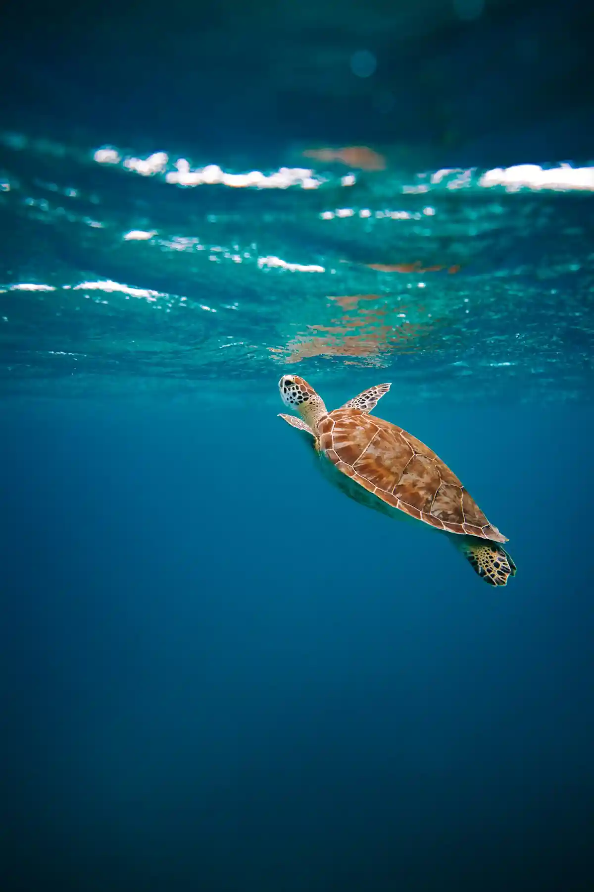 Tortue marine Guadeloupe snorkeling